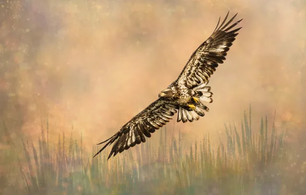 Flight, nature, treatment, eagle, white-tailed eagle