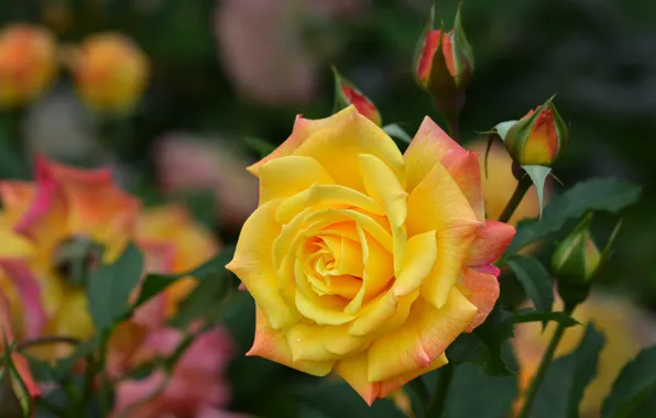 Flower, nature, rose, buds, yellow