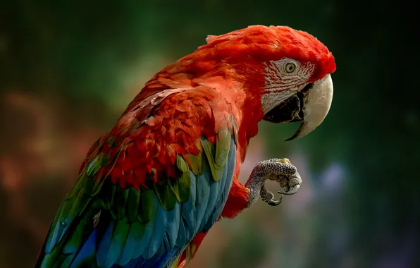 Picture bird, parrot, tail, foot