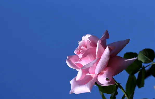 Picture background, rose, Bud