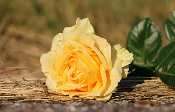 Leaves, rose, lies, straw, yellow, bokeh
