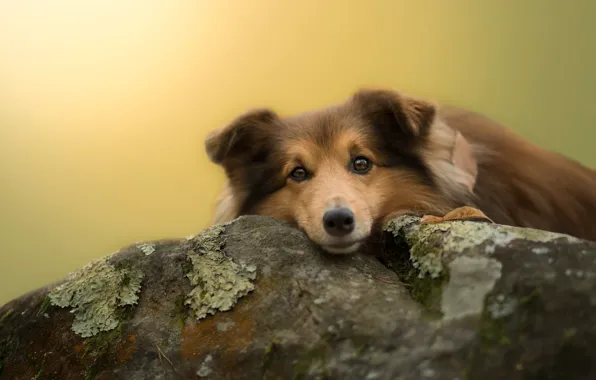 Picture look, face, leaves, background, stone, moss, dog, puppy