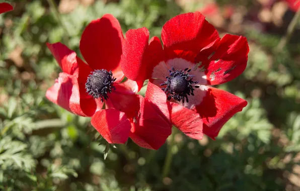 Flowers, spring, red, anemones