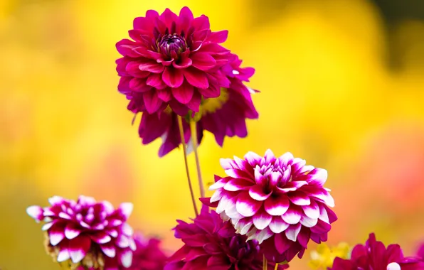 Flowers, bright, garden, red, pink, yellow background, dahlias