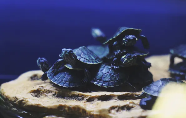 Turtles, turtles, shells
