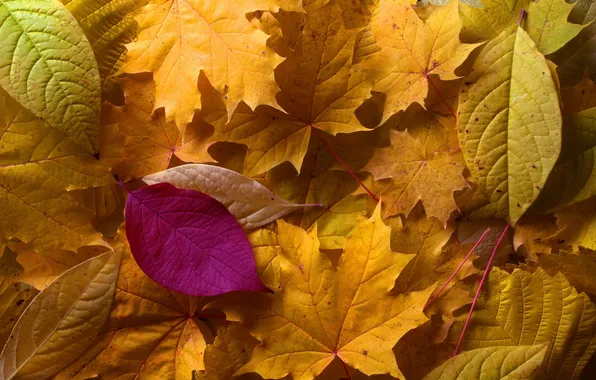 Picture nature, autumn, Leaves