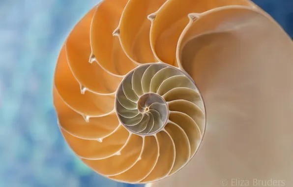 Macro, the cut, form, shell