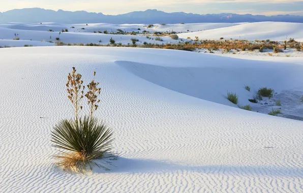 Picture sand, landscape, mountains, nature, desert, plant, horizon, nature