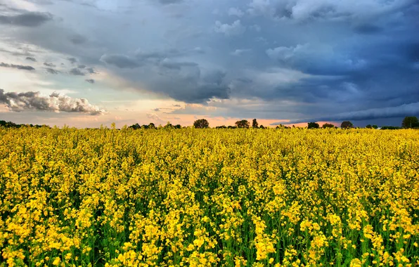 Picture the sky, flowers, Field