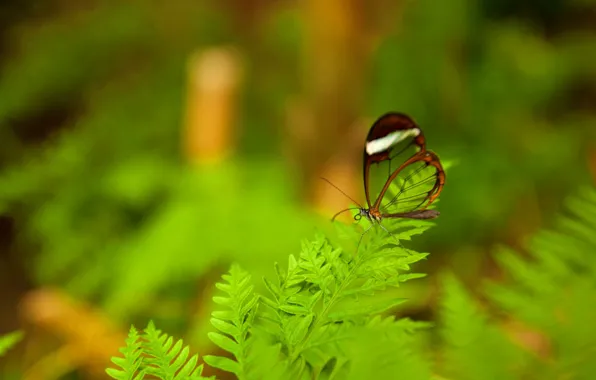 Picture leaves, plant, insect, Greta OTO, glass butterfly