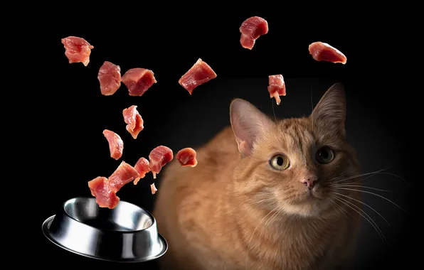 Cat, cat, look, flight, pose, red, meat, bowl
