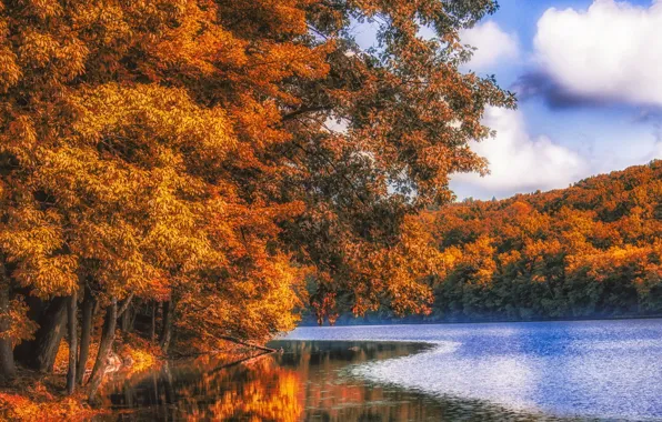 Picture autumn, forest, river
