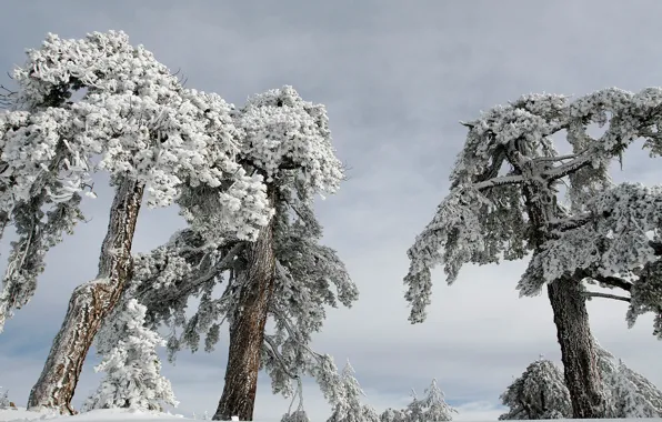 Winter, forest, the sky, snow, trees