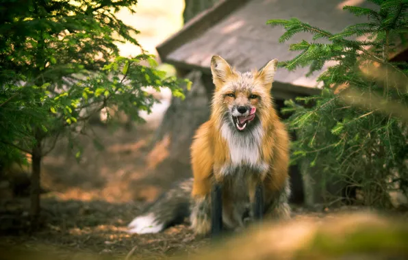 Nature, background, Fox