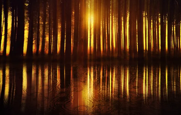 Forest, night, rain