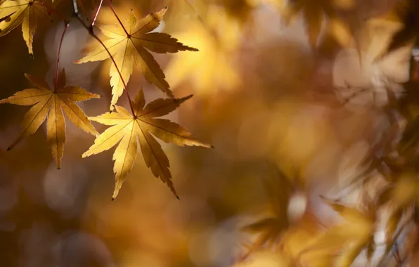 Autumn, branches, foliage, maple, gold