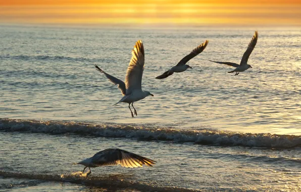 Picture sea, wave, sunset, bird, seagulls, Wallpaper from lolita777