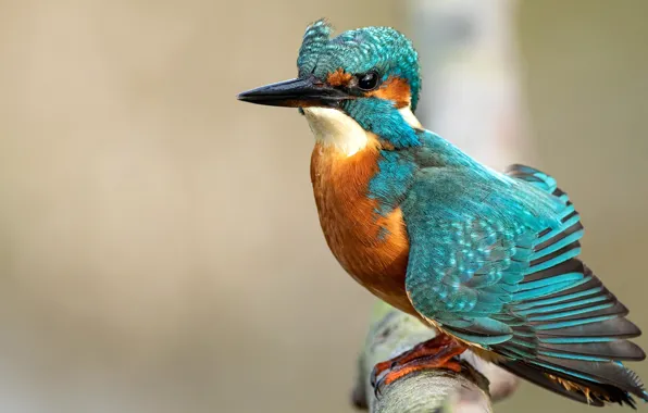 Picture bird, branch, Kingfisher, bright