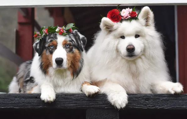 Look, pose, dog, white, face, Samoyed
