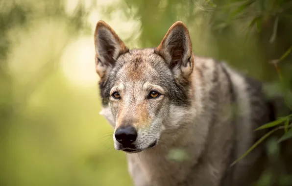 Greens, look, face, leaves, nature, background, wolf, portrait