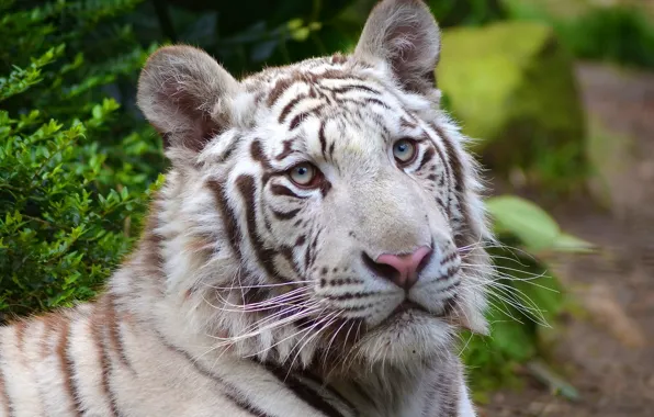 White, face, tiger, predator, white tiger