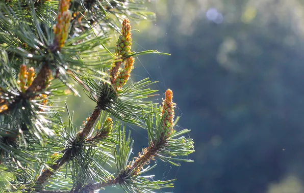 Spring, plant, pine, twig