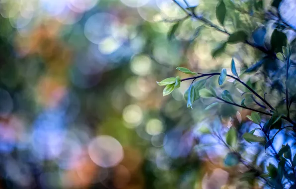 Picture leaves, branch, bokeh