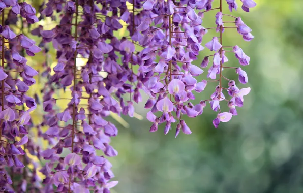 Picture macro, flowers, branches, lilac, Wisteria, Wisteria