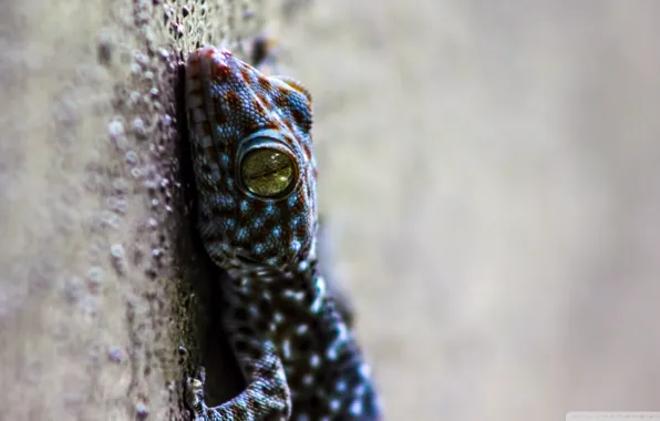 Picture nature, background, animal, lizard, reptile