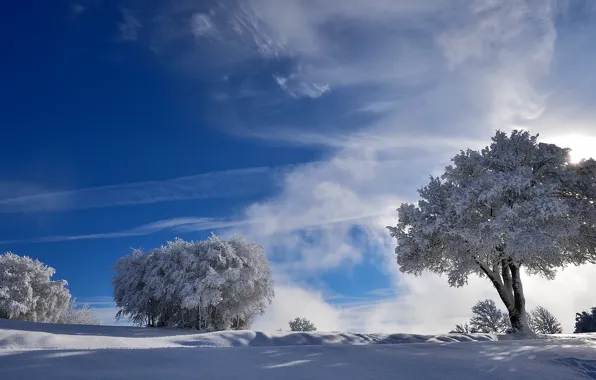 Winter, snow, trees, nature