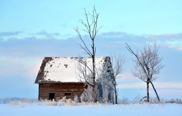 Winter, landscape, house, tree