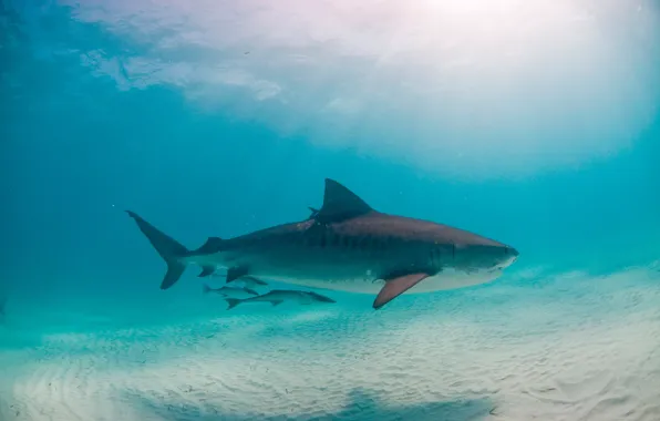 Picture sand, blue, the bottom, shark, under water, rays of light