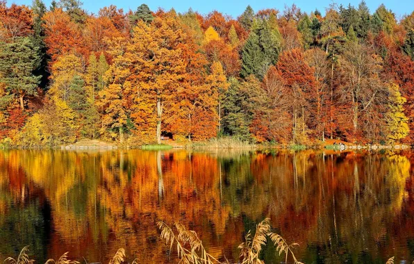 Autumn, forest, leaves, trees, lake, Park, reflection, bench