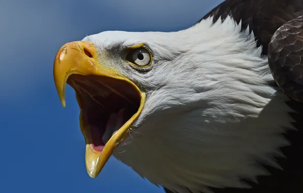 Bird, predator, head, beak, hawk, Bald eagle