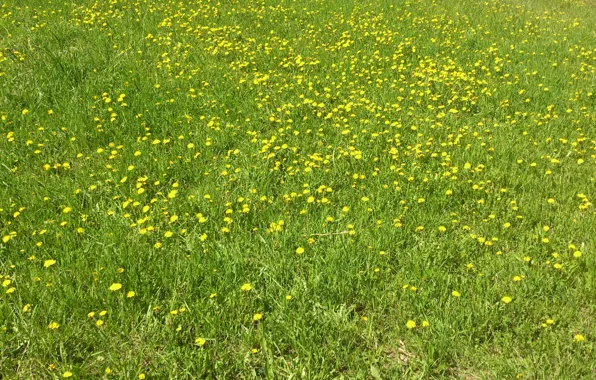 Summer, flowers, nature, dandelion