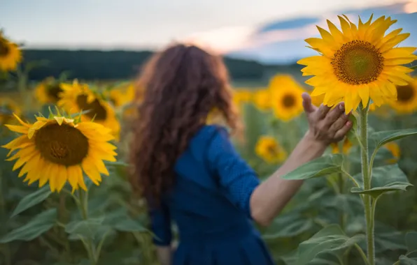 Field, girl, hand, sunflower