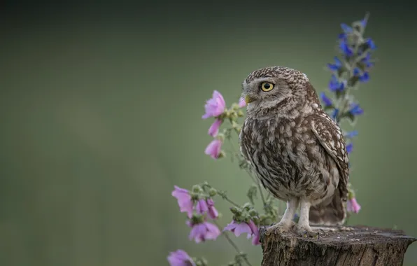 Flowers, background, owl, bird, stump, The little owl