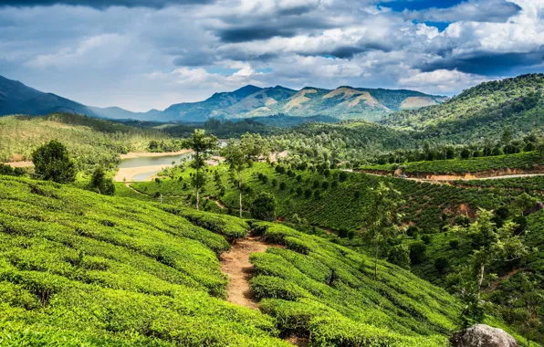 Picture greens, field, trees, mountains, river, plantation