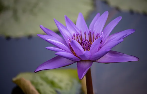Flower, macro, lake, pond, background, Lily, petals, lilac