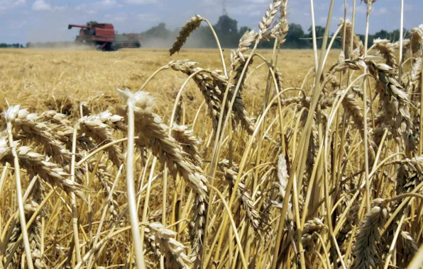Wheat, field, cleaning, harvester
