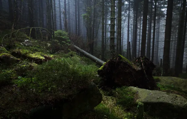 Forest, trees, nature, fog, stones, Germany, Harz