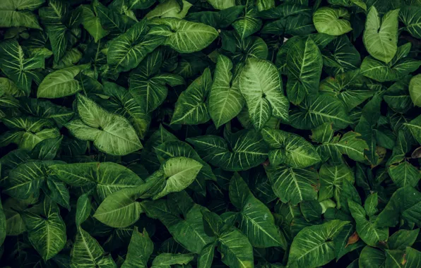 Picture green, a lot, greens, texture, syngonium, leaves