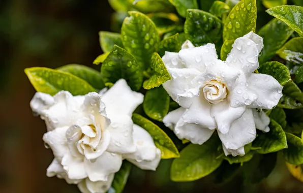 Leaves, drops, flowers, white, Duo, bokeh, Camellia, Camellia