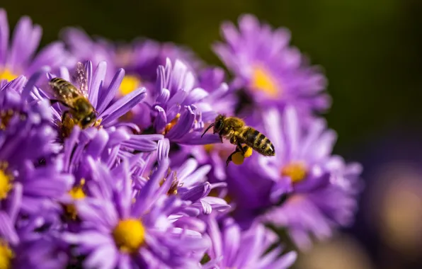 Picture flowers, bee, petals, insect