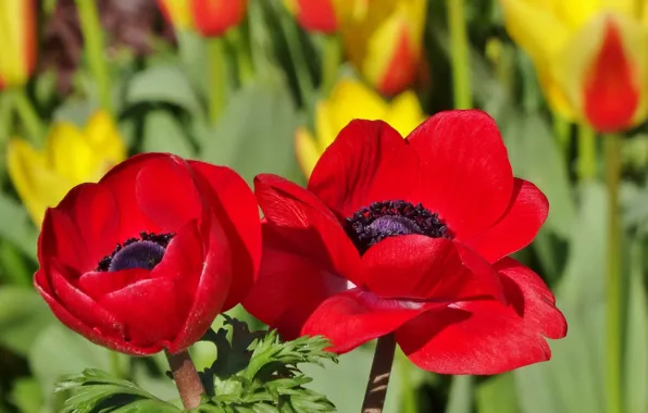 Macro, anemones, Anemone