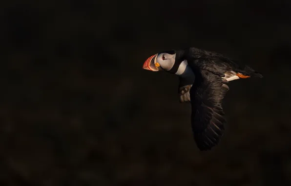 Flight, the dark background, Atlantic puffin, Fratercula arctica, puffin, Stalled