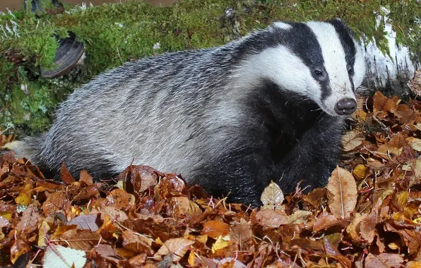 Picture leaves, moss, badger