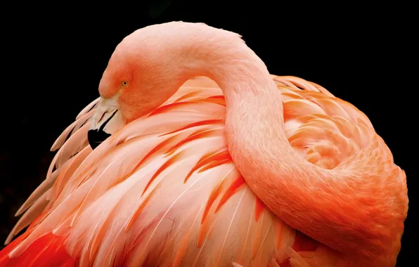 Picture the dark background, pink, bird, feathers, beak, Flamingo