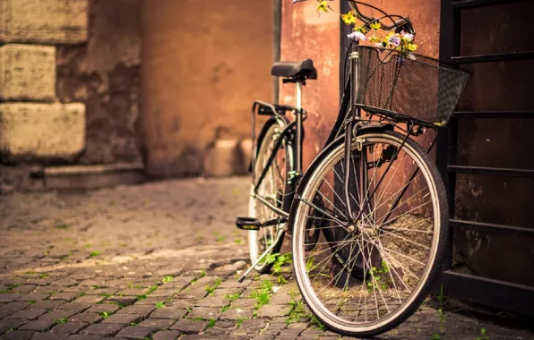 Bicycle, flower, photography, bike, street