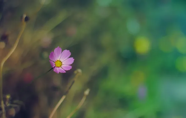 Flower, purple, color, space, macro, flowers, cosmos, bokeh